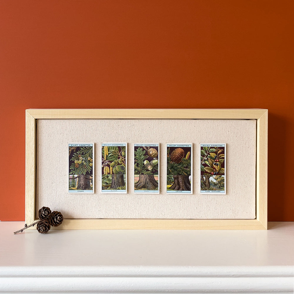 DISCONTINUED – Collectors Cards Artwork – Flowering Trees & Scrubs No.2