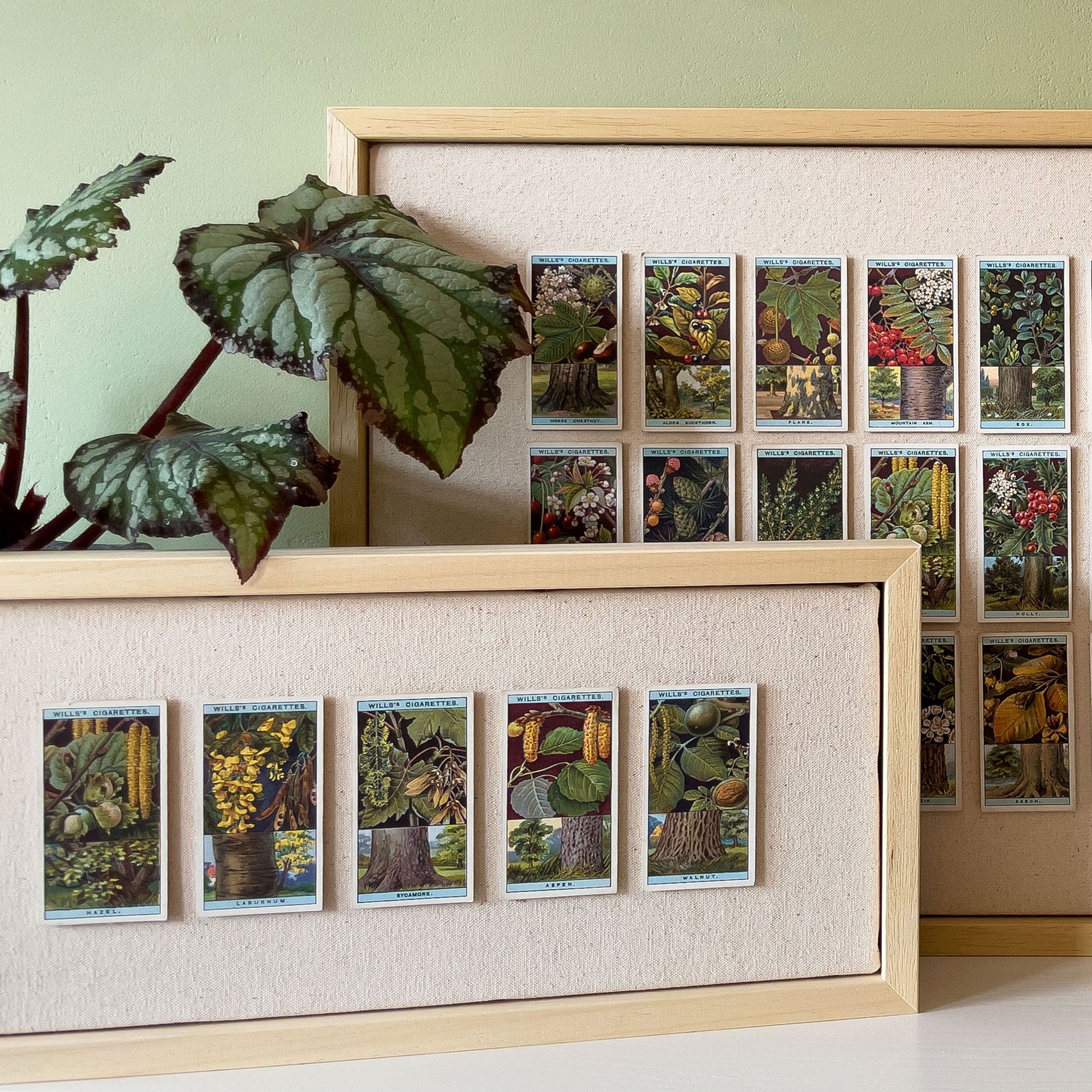 DISCONTINUED – Collectors Cards Artwork – Flowering Trees & Scrubs No.1